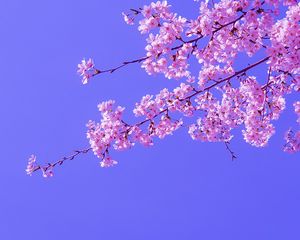 Превью обои сакура, цветы, розовый, цветение, ветки, небо