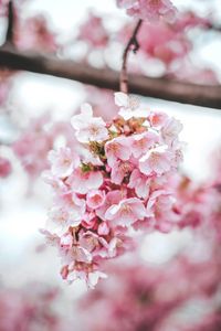 Превью обои сакура, цветы, розовый, цветение, макро