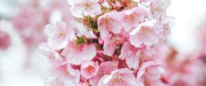 Превью обои сакура, цветы, розовый, цветение, макро