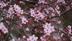 Превью обои сакура, цветы, розовый, ветки, растение