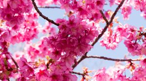 Превью обои сакура, цветы, розовый, ветки, макро
