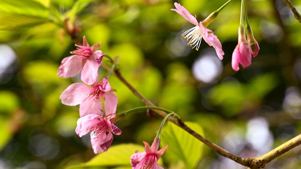 Обои сакура, цветы, розовый, ветка, весна