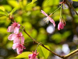 Превью обои сакура, цветы, розовый, ветка, весна