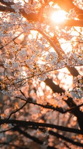 Превью обои сакура, цветы, солнце, свет, весна