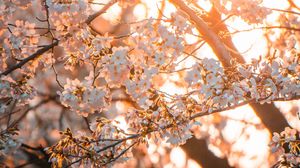 Превью обои сакура, цветы, солнце, свет, весна