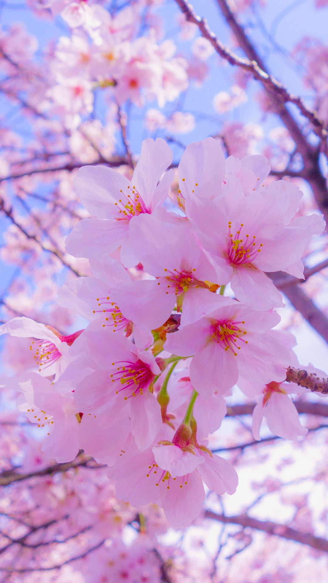 1080x1920 Обои сакура, цветы, цветение, весна, розовый