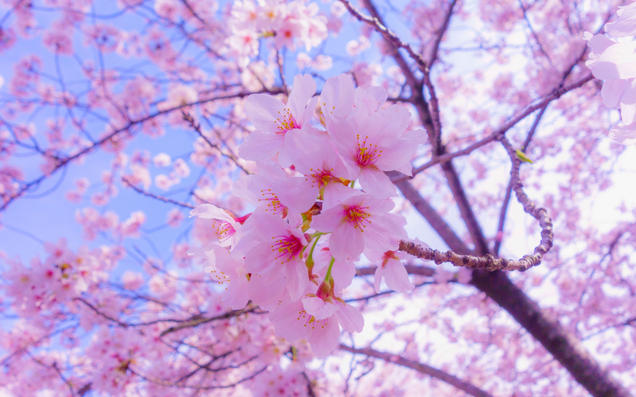 2560x1600 Обои сакура, цветы, цветение, весна, розовый