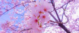 Превью обои сакура, цветы, цветение, весна, розовый