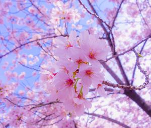 Превью обои сакура, цветы, цветение, весна, розовый