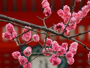Превью обои сакура, цветы, цветение, розовый, размытость