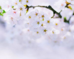 Превью обои сакура, цветы, цветение, весна, белый