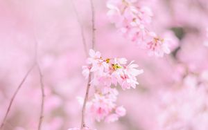 Превью обои сакура, цветы, весна, розовый, цветение