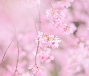 Превью обои сакура, цветы, весна, розовый, цветение