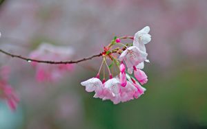 Превью обои сакура, цветы, весна, ветка, размытие