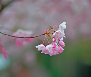 Превью обои сакура, цветы, весна, ветка, размытие