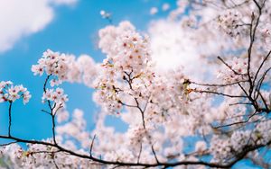 Превью обои сакура, цветы, весна, ветки
