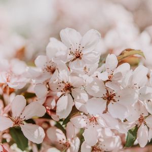 Превью обои сакура, цветы, весна, цветет, светло-розовый, нежный