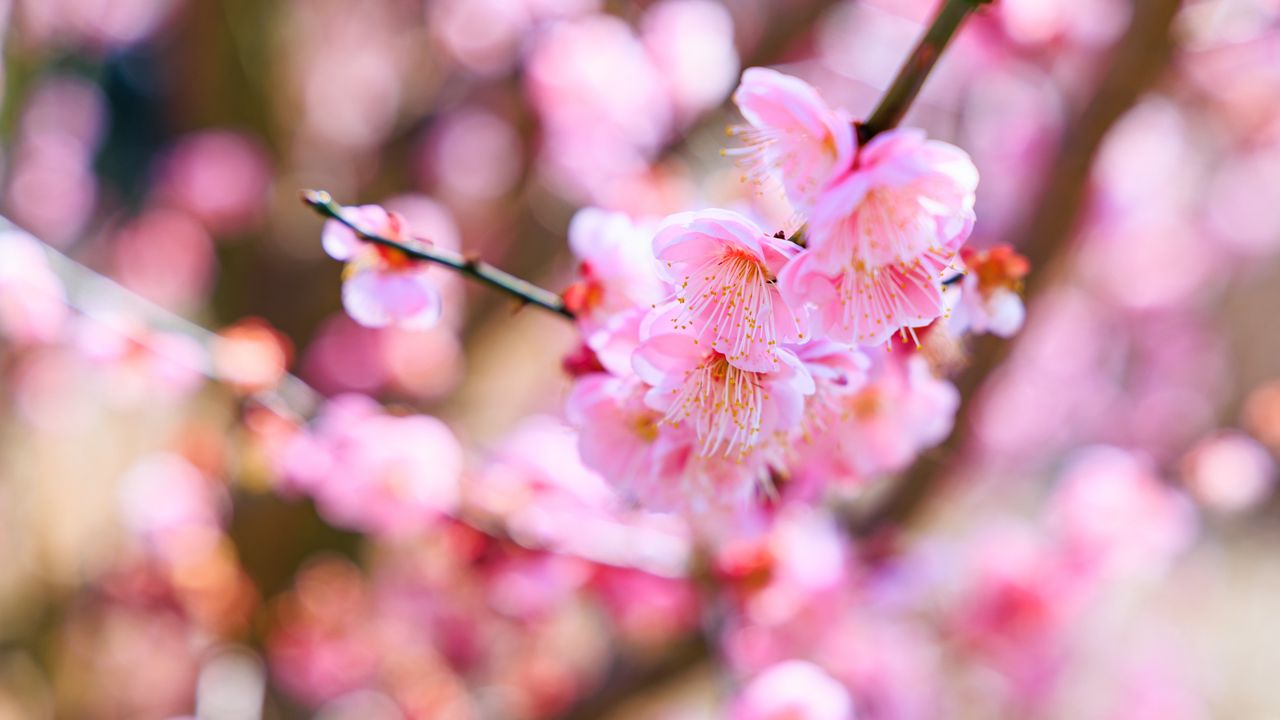 Обои сакура, цветы, весна, цветение, розовый