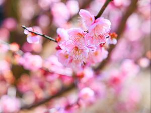 Превью обои сакура, цветы, весна, цветение, розовый