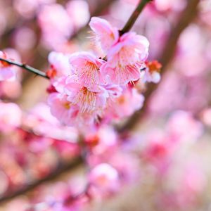 Превью обои сакура, цветы, весна, цветение, розовый