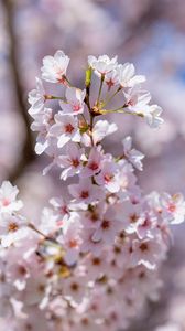Превью обои сакура, цветы, весна, лепестки