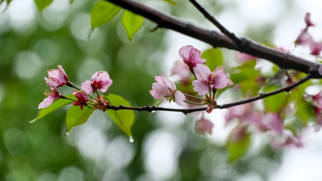 Обои сакура, цветы, весна, лепестки, капли, макро