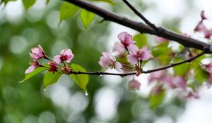 Превью обои сакура, цветы, весна, лепестки, капли, макро