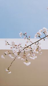 Превью обои сакура, цветы, ветка, весна, стена