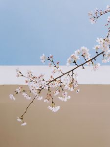 Превью обои сакура, цветы, ветка, весна, стена