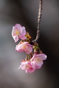 Превью обои сакура, цветы, ветка, макро, розовый