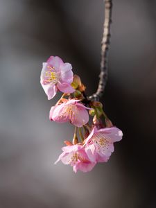 Превью обои сакура, цветы, ветка, макро, розовый