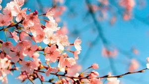 Превью обои сакура, цветы, ветка, весна, макро, розовый