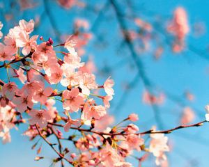 Превью обои сакура, цветы, ветка, весна, макро, розовый