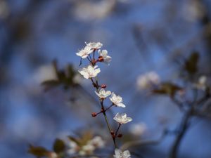 Превью обои сакура, цветы, ветка, почки, размытие, весна