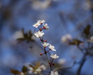 Превью обои сакура, цветы, ветка, почки, размытие, весна
