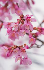 Превью обои сакура, цветы, ветка, розовый, размытие