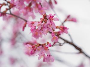 Превью обои сакура, цветы, ветка, розовый, размытие
