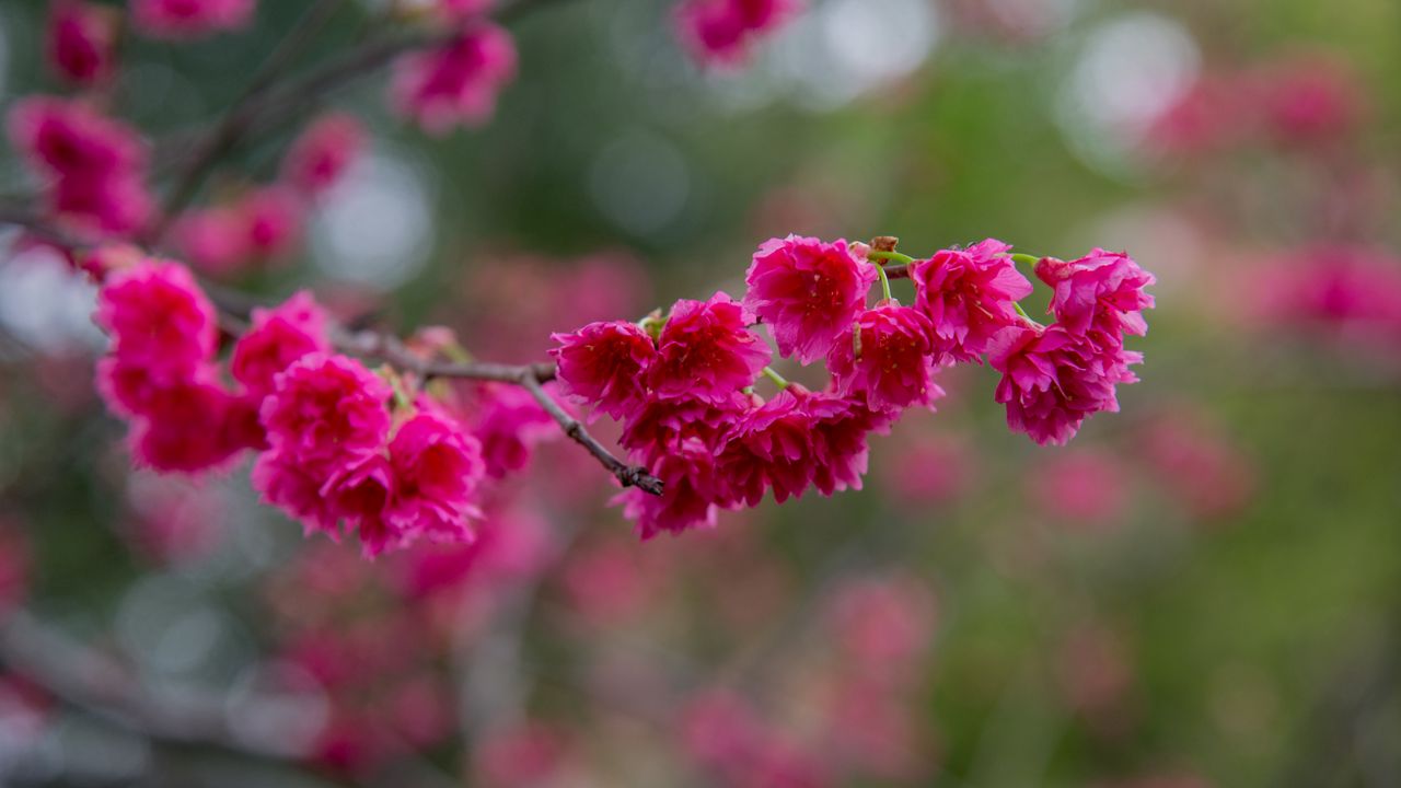 Обои сакура, цветы, ветка, лепестки, розовый