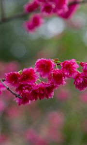 Превью обои сакура, цветы, ветка, лепестки, розовый