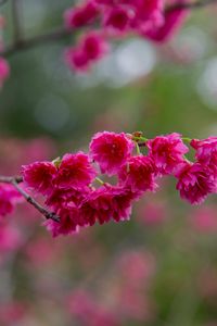 Превью обои сакура, цветы, ветка, лепестки, розовый