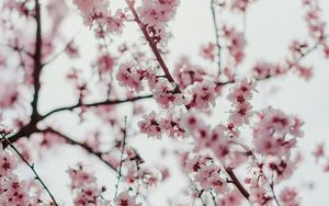Превью обои сакура, цветы, ветки, цветение, весна