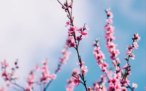 Превью обои сакура, цветы, ветки, небо, облака, весна
