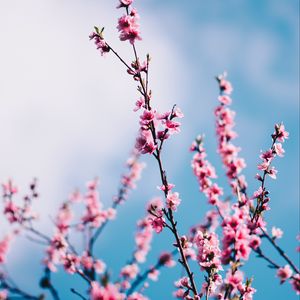 Превью обои сакура, цветы, ветки, небо, облака, весна
