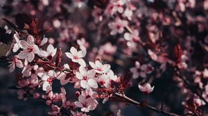 Превью обои сакура, цветы, ветки, цветение, дерево, вишня