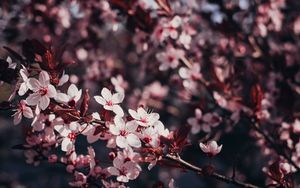 Превью обои сакура, цветы, ветки, цветение, дерево, вишня