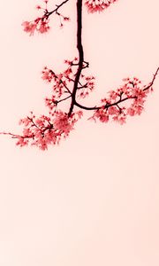 Превью обои сакура, цветы, ветки, минимализм