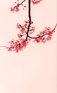 Превью обои сакура, цветы, ветки, минимализм