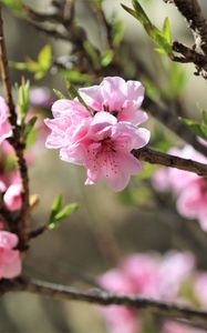 Превью обои сакура, цветы, ветки, весна