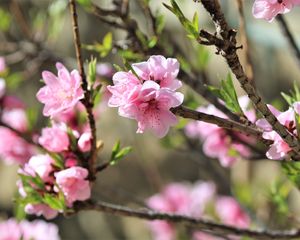 Превью обои сакура, цветы, ветки, весна