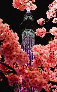 Превью обои сакура, цветы, ветки, башня, подсветка